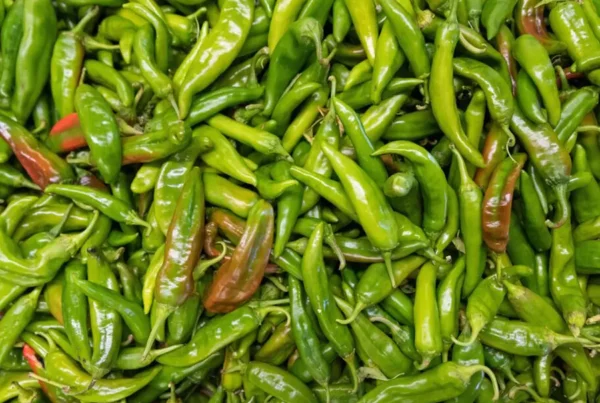 Top down view of a large pile of fresh green chili peppers